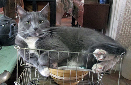 reggie in basket